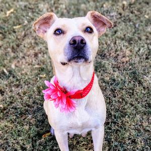 Freya, Retriever, Labrador, available for adoption