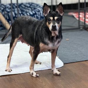 Crystal, Pinscher, Miniature, available for adoption