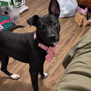Jane, Collie, Border, young, available for adoption