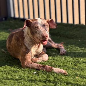 Franklin, Terrier, American Pit Bull, available for adoption