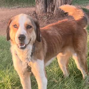 A brown and white dog standing on grass with a tree in the background.
