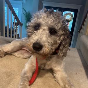 Kaylani, Poodle, available for adoption