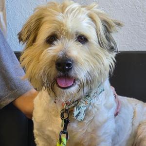 Jupiter, Terrier, available for adoption