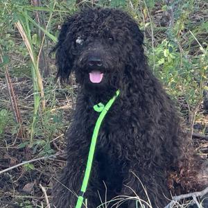 A black, curly-haired dog sitting outdoors with a green leash attached to its collar. The dog has a pink tongue sticking out and is looking directly at the camera. The background consists of grass and some dry vegetation.