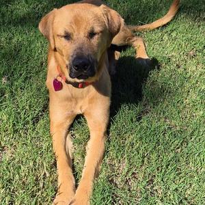 Ariel, Retriever, Labrador, available for adoption