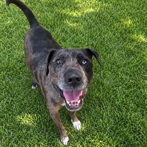Rowdy, Mixed Breed (Large), available for adoption