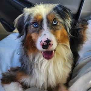 Drake, Shepherd, Australian, available for adoption