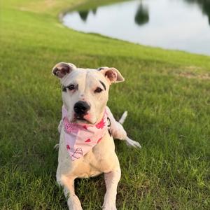 Georgia Rain, Terrier, American Pit Bull, young, available for adoption