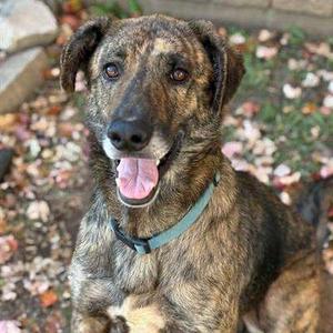 Odin, Shepherd, German, available for adoption