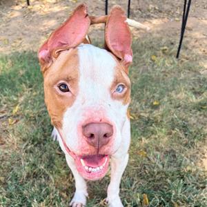 A brown and white pit bull terrier with floppy ears and a pink nose, standing on grass and looking up with its mouth open.