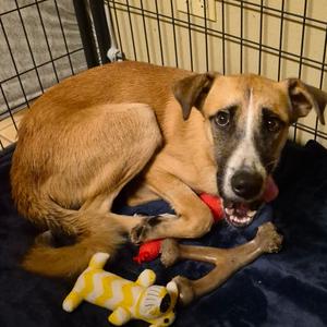 Charlie, Shepherd, Anatolian, available for adoption