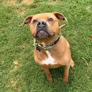 A tan and white pitbull mix dog sits on a green lawn, looking up and to the left.