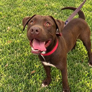 A brown dog with a red collar standing on grass, looking up with its mouth open and tongue out.
