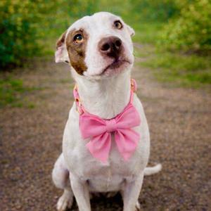 Daisie, Terrier, young, available for adoption