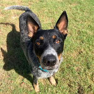 Momo, Queensland Heeler, young, available for adoption