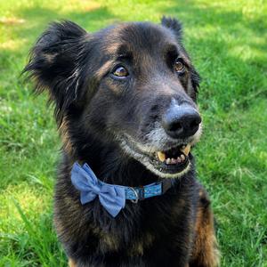 Rocky, Shepherd, German, available for adoption