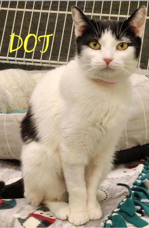 DOT, adult, available for adoption
