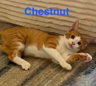 A chestnut-colored cat lying on a carpeted floor, looking up with its paw raised.