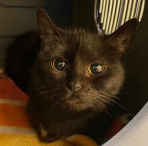 FRAN, kitten, available for adoption
