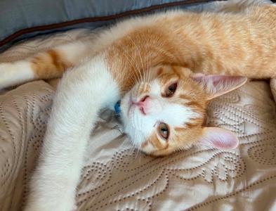 Chestnut, kitten, available for adoption