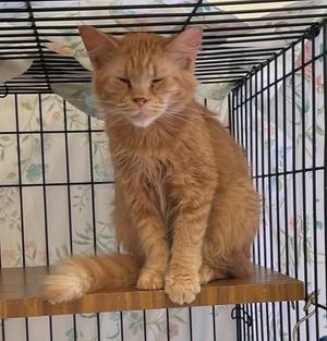 CARLEEN, kitten, available for adoption
