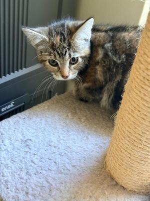 Arachne, kitten, available for adoption