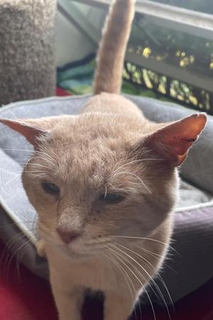 A light-colored cat with pointed ears and long whiskers is sitting on a cushion. The cat has a slightly grumpy expression, with its eyes half-closed and its ears perked up. The background shows a window with greenery outside, and the cat appears to be indoors, possibly on a pet bed or cushion. The cat's fur is short and smooth, and its nose is pink. The overall scene is calm and cozy.