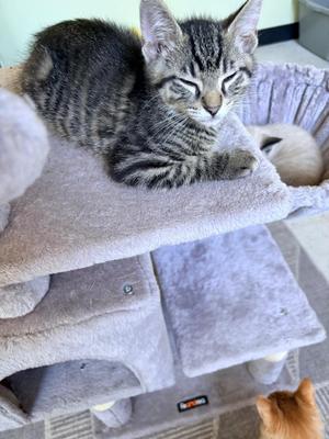 A tabby kitten with closed eyes is resting on a gray cat tree, while a small orange cat is visible in the foreground.