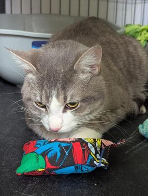BLUEBERRY, young, available for adoption