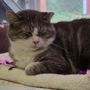 CASEY, young, available for adoption
