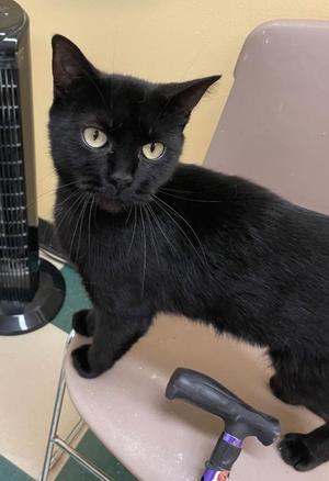 BREEZY, young, available for adoption