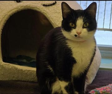 DIOLINDA, young, available for adoption