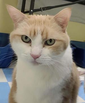 Close-up of a cat with a white and orange coat, green eyes, and a pink nose, sitting on a blue and white checkered surface.