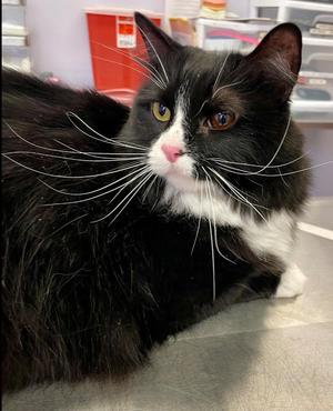 CAPPUCCINO, adult, available for adoption
