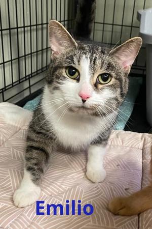 EMILIO, young, available for adoption