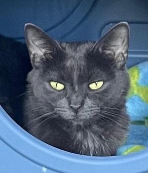 BRIDGET, young, available for adoption