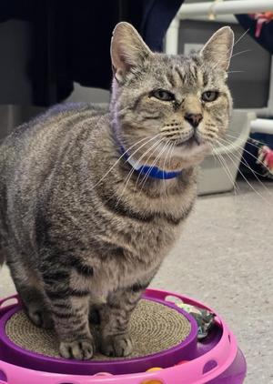 BUTTERBALL, adult, available for adoption