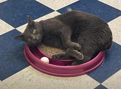 DAMON, adult, available for adoption