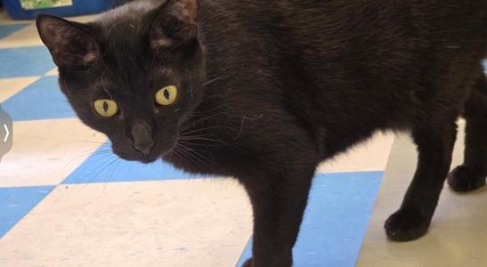 CHET, adult, available for adoption