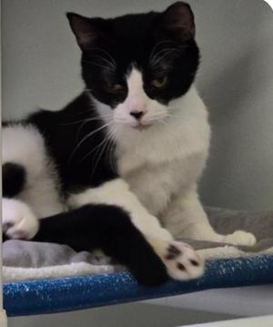 DIGGER, young, available for adoption