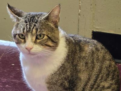 A tabby cat with white fur on its chest and face, sitting on a red surface.