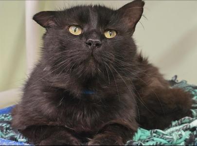 A close-up portrait of a fluffy black cat looking upwards with amber eyes, resting on a textured blanket.