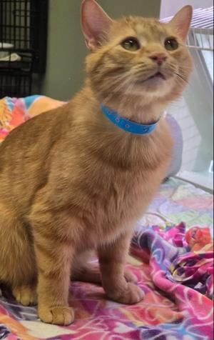 JUDD, young, available for adoption