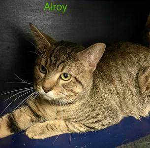 ALROY, young, available for adoption
