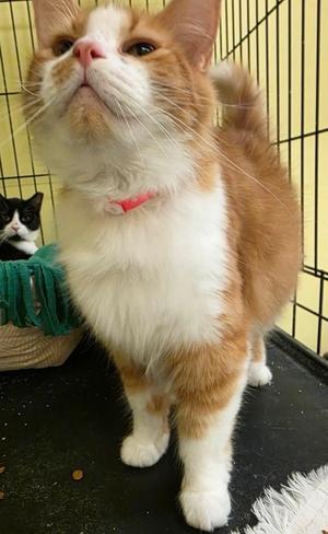 FRANCESCA, young, available for adoption