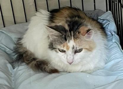 BRANDY, adult, available for adoption