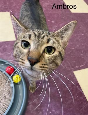 A tabby cat named Ambros is looking directly at the camera.
