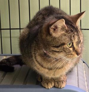 CLAIRE, young, available for adoption