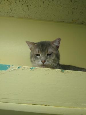 A gray cat peeking over a yellow surface