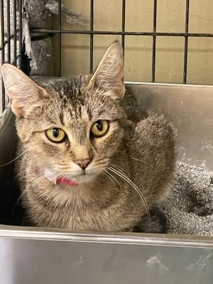 BROWNIE, young, available for adoption